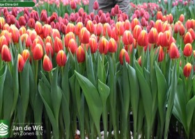 Tulipa China Girl (2)